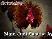 Arti Mimpi Menang Judi Sabung Ayam